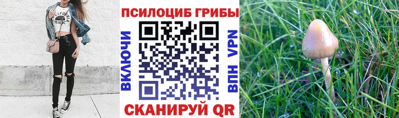 KRAKEN вход  Кущёвская  Галлюциногенные грибы MAGIC MUSHROOMS 
